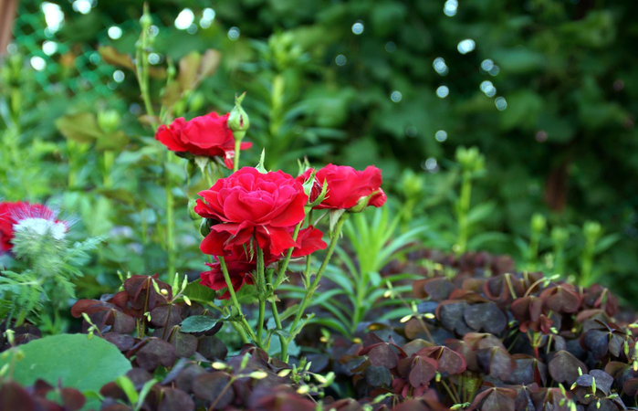 macro (22) (700x450, 362Kb)