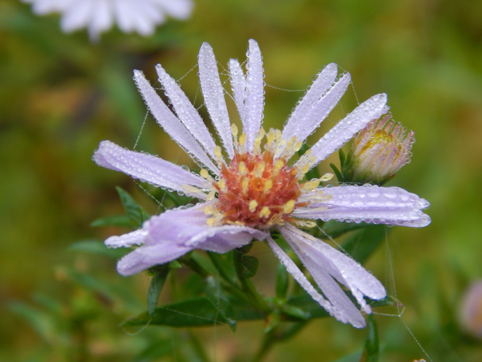 macro (26) (700x525, 364Kb)