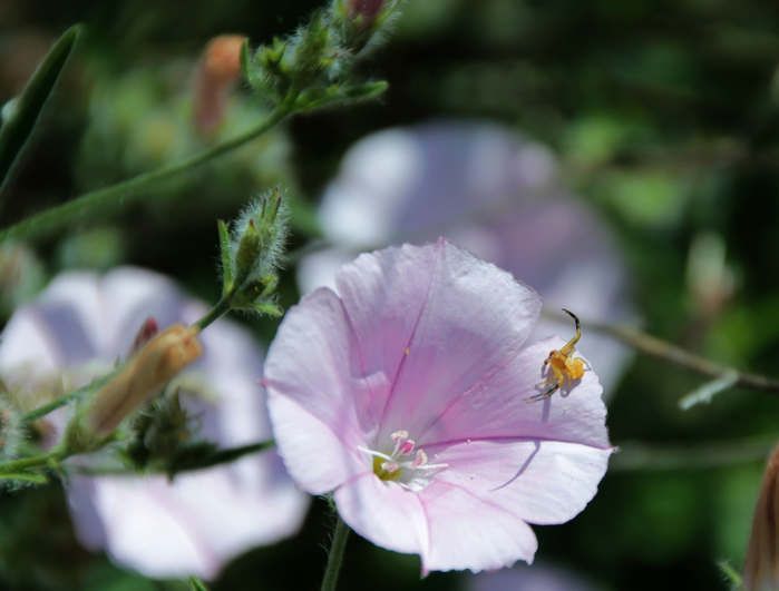 macro (28) (700x531, 293Kb)