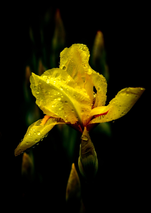 macro (32) (497x700, 155Kb)