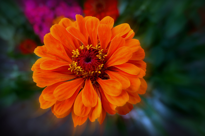 macro (34) (700x465, 309Kb)