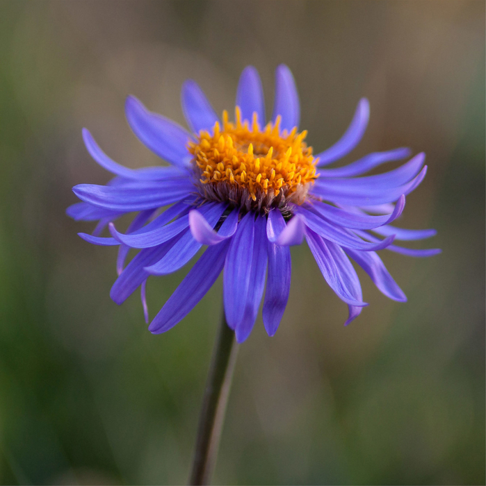 macro (36) (699x700, 382Kb)