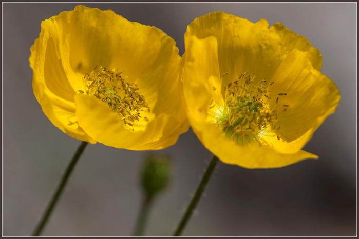 macro (38) (700x466, 262Kb)
