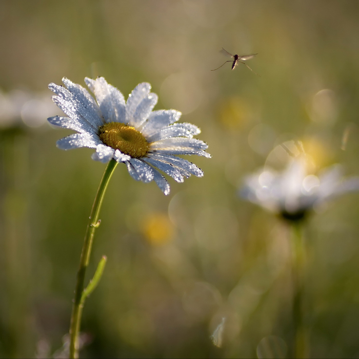 macro (42) (700x700, 304Kb)
