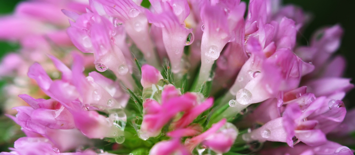 macro (54) (700x305, 234Kb)