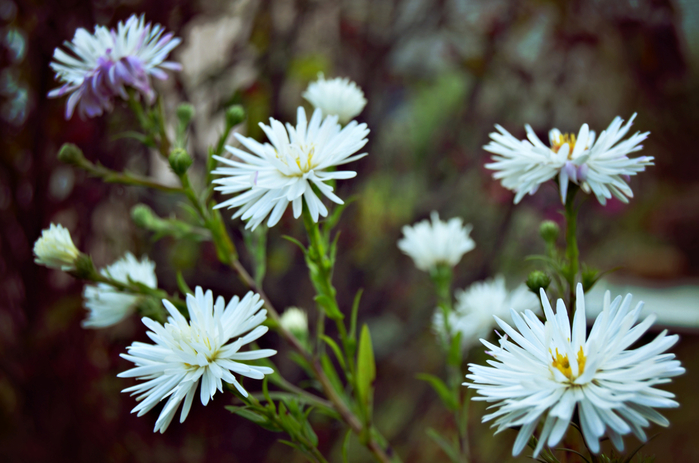 macro (56) (700x463, 359Kb)