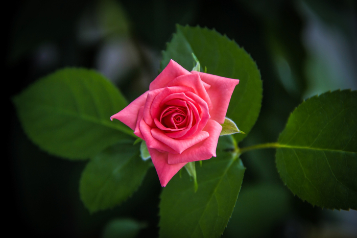 macro (60) (700x466, 236Kb)