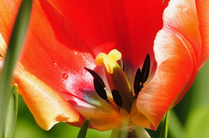 macro (64) (700x463, 342Kb)