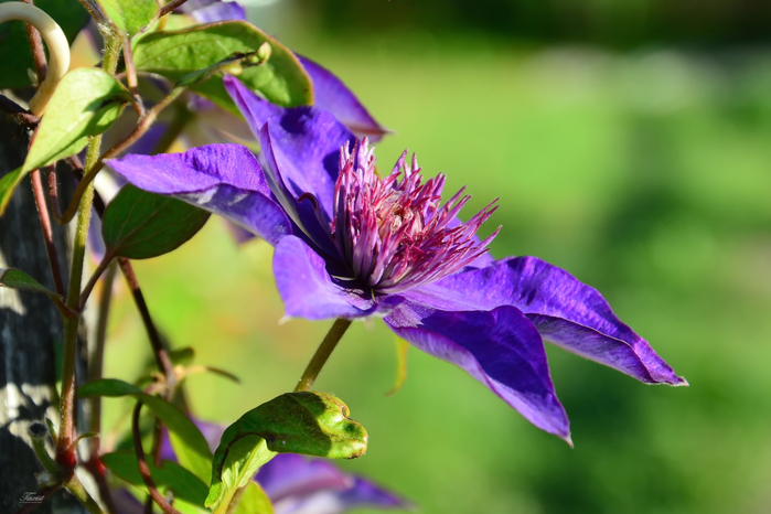 macro (66) (700x466, 317Kb)