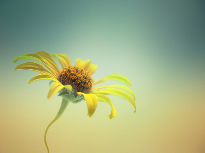 macro (74) (700x525, 282Kb)