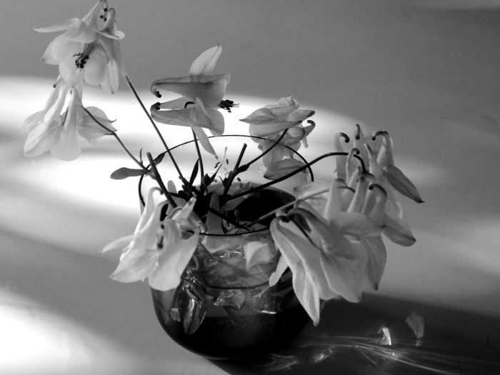 macro (80) (700x525, 170Kb)
