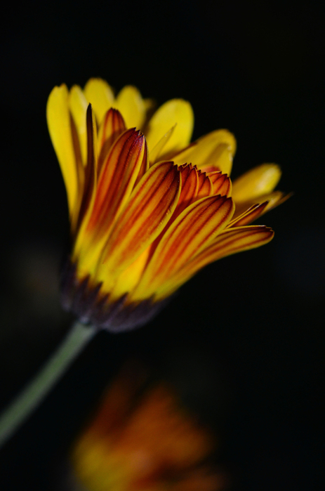 macro (82) (463x700, 259Kb)