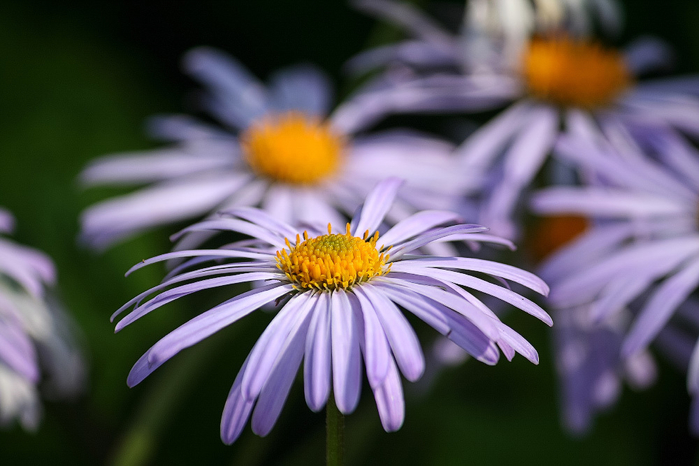 macro (84) (700x466, 277Kb)