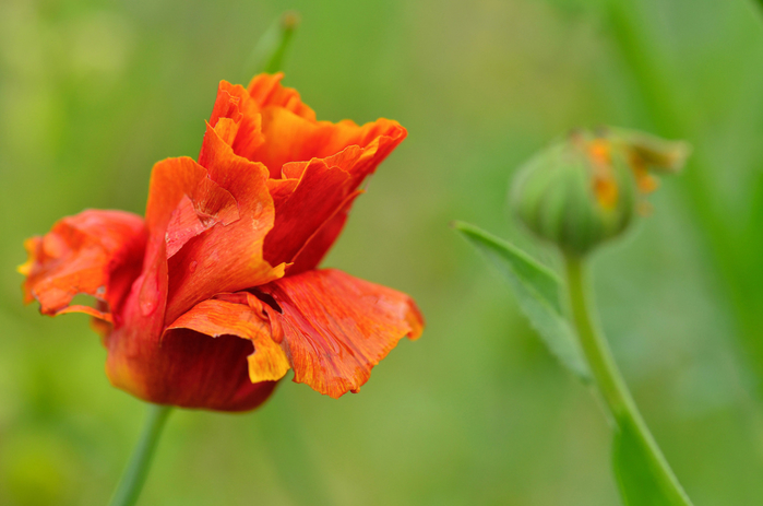 macro (86) (700x463, 293Kb)