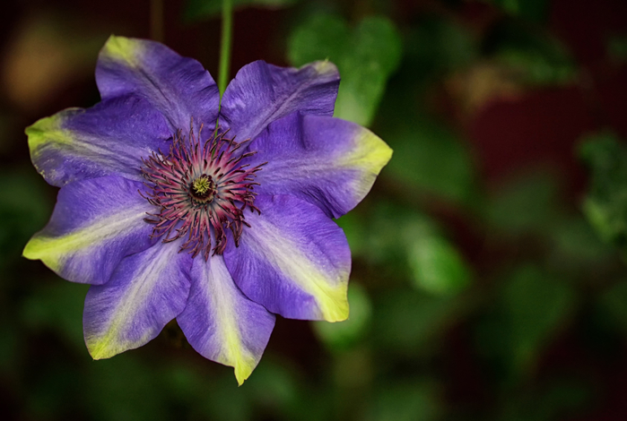 macro (88) (700x470, 301Kb)