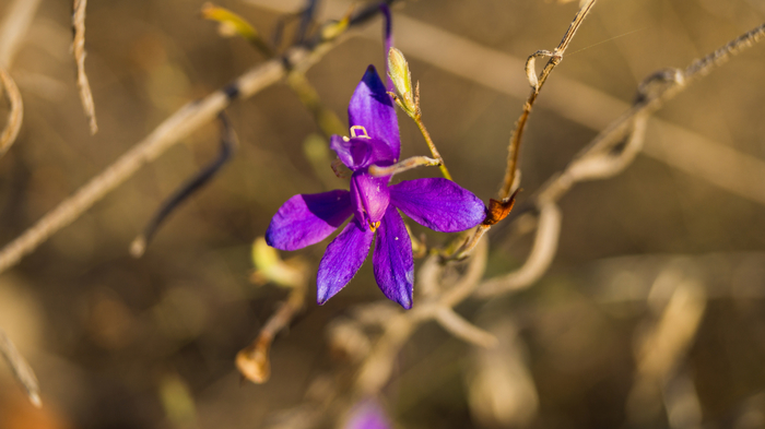 macro (90) (700x393, 245Kb)