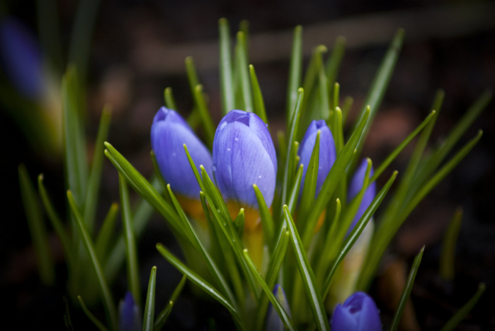 macro (181) (700x468, 278Kb)