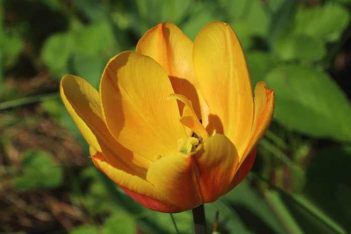 macro (183) (700x466, 272Kb)