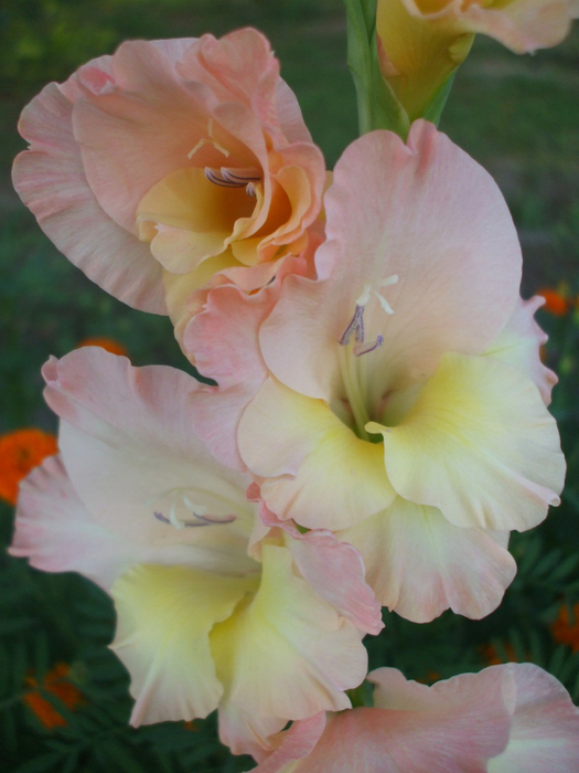 macro (185) (525x700, 343Kb)