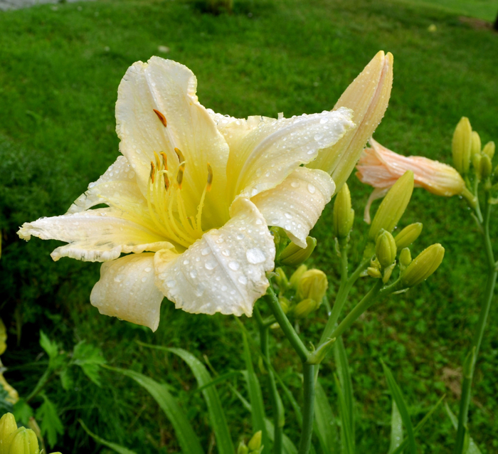 macro (187) (700x638, 505Kb)