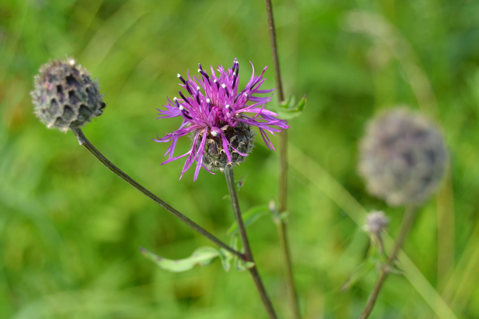 macro (189) (700x466, 274Kb)