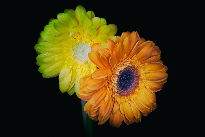 macro (193) (700x468, 320Kb)