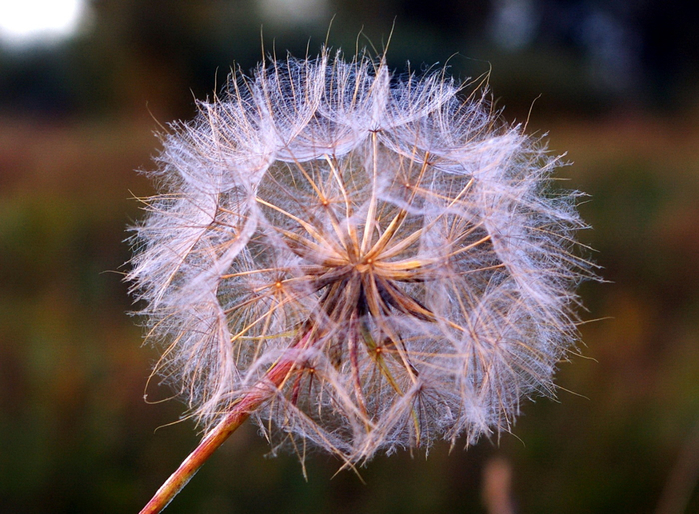 macro (195) (700x514, 450Kb)