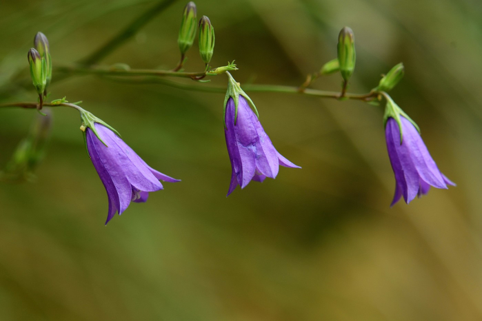 macro (197) (700x466, 182Kb)