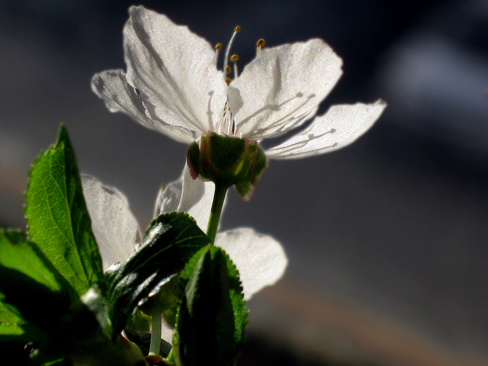 macro (203) (700x525, 356Kb)