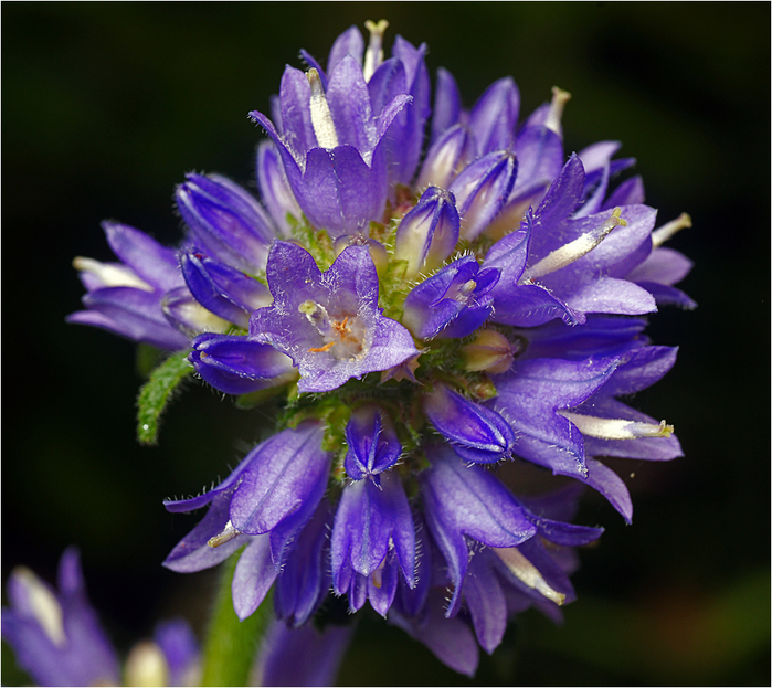 macro (205) (700x623, 488Kb)