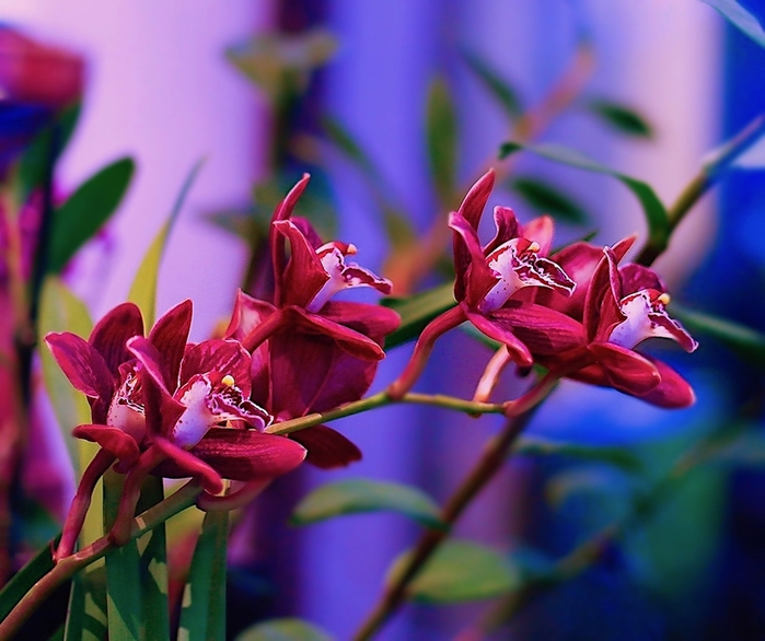 macro (207) (700x586, 399Kb)