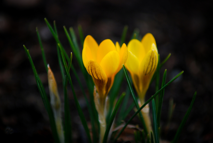 macro (209) (700x468, 251Kb)