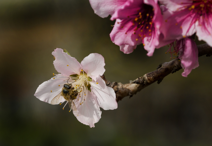 macro (211) (700x483, 259Kb)