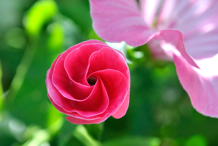 macro (219) (700x468, 348Kb)