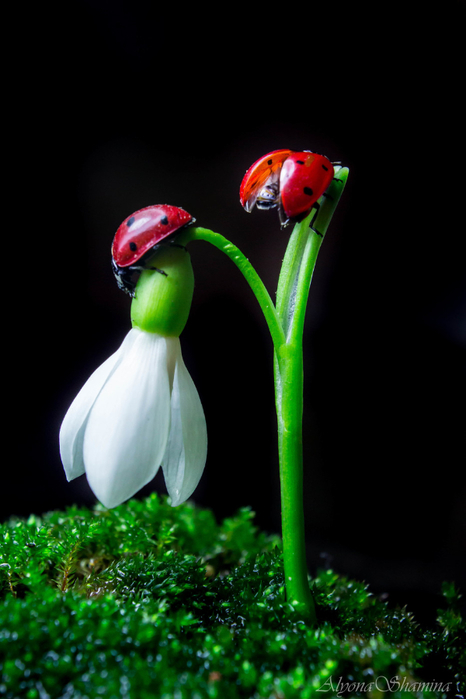 macro (221) (466x700, 231Kb)