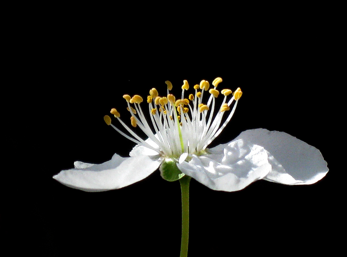 macro (225) (700x517, 132Kb)