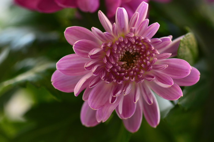 macro (231) (700x463, 317Kb)