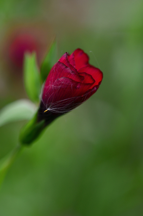 macro (233) (463x700, 261Kb)