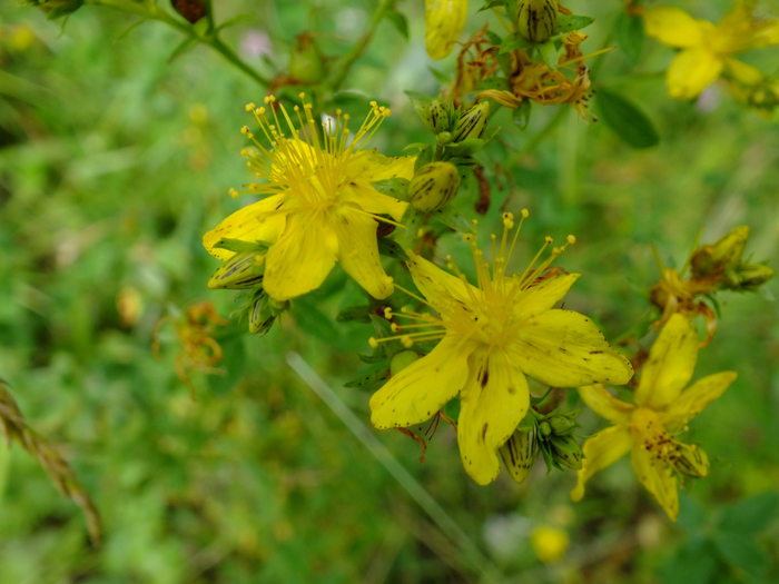 macro (235) (700x525, 377Kb)