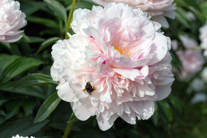 macro (239) (700x466, 323Kb)