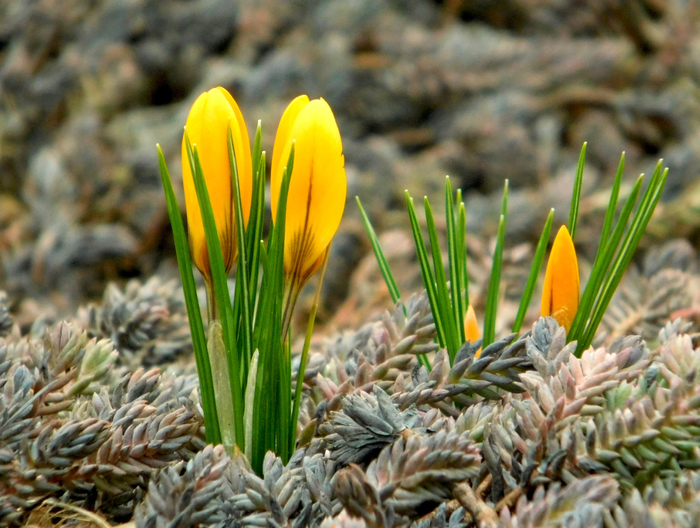 macro (245) (700x528, 458Kb)
