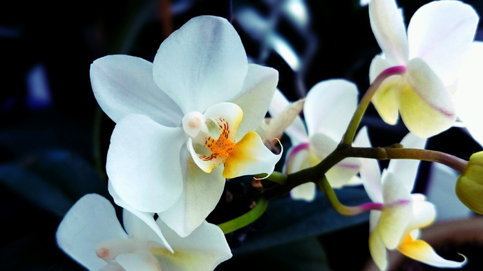 macro (247) (700x393, 212Kb)
