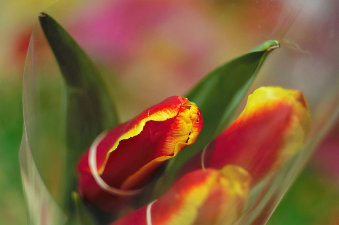 macro (251) (700x464, 214Kb)