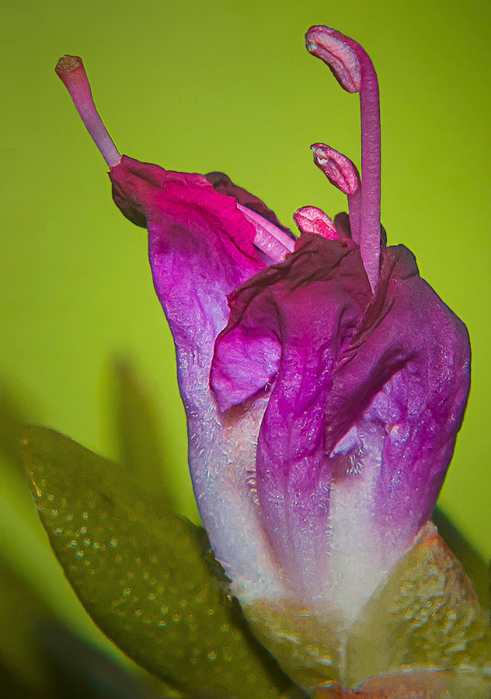 macro (253) (491x700, 369Kb)