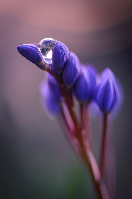 macro (255) (463x700, 172Kb)