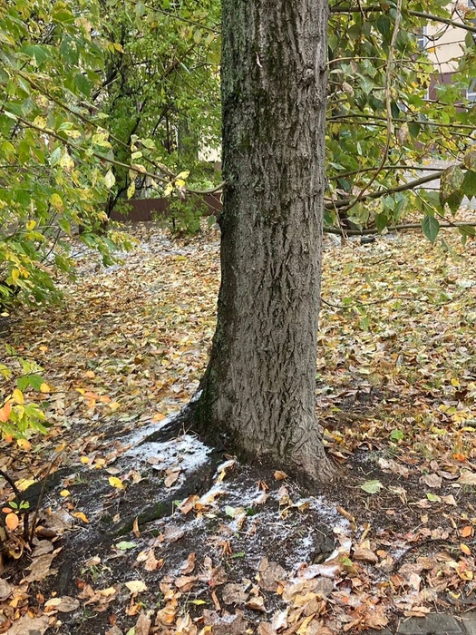 IMG_20241014_140736 (525x700, 296Kb)