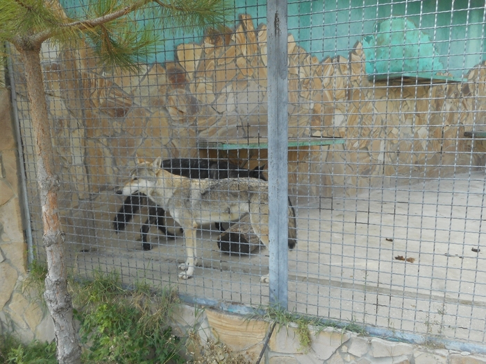 4752699_DSCN0655tag_ (700x525, 323Kb)