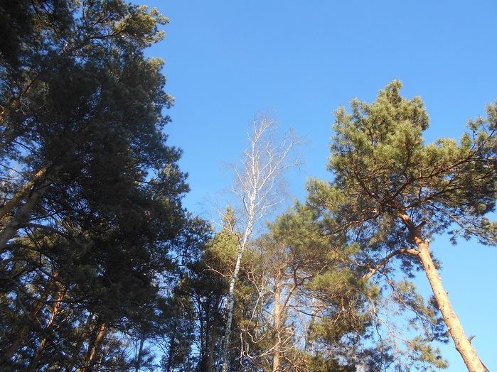 4533467_DSCN6526 (700x524, 180Kb)