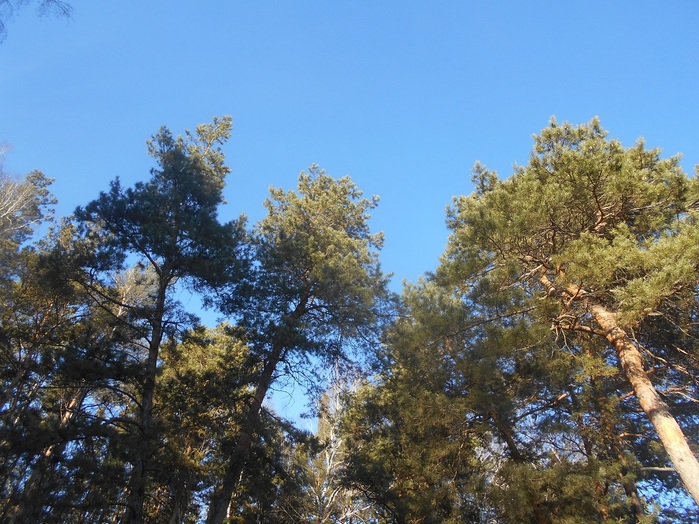 4533467_DSCN6530 (700x524, 171Kb)