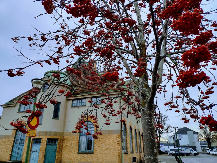 IMG_20241111_132345366_HDR (700x525, 577Kb)